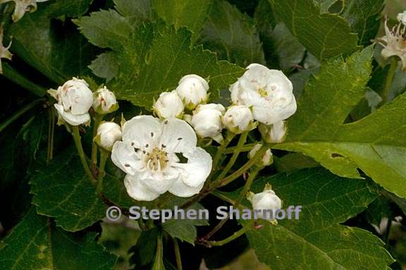 crataegus pinnatifida 3 graphic